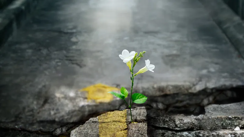 A single white flower growing out of an old stone wall in soft mist, accepting what is actually there rather than working on a better version of it