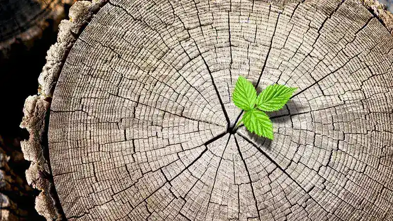 A small green shoot rising from the centre of the growth rings of a felled tree, what is quietly eaten away from inside while the outside looks sound