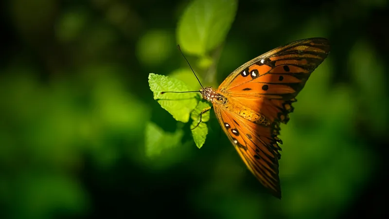 An orange butterfly resting open-winged on a green leaf in soft, unwatched light, the life a person would live if nobody could ever be told about it