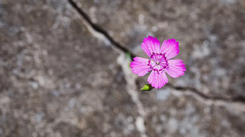 A small pink flower growing out of a narrow crack in weathered grey stone, a question that keeps asking itself in a place that has no room for it