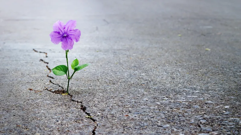 A single violet flower growing up through a crack in a wide expanse of grey concrete, an inner life that keeps going where nothing has been made room for it