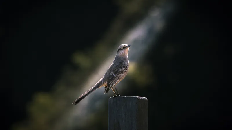 A small grey bird resting alone on a weathered post in soft light, the path that is yours and cannot be found in anybody else's account of theirs