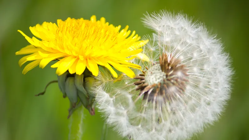 A golden dandelion beside one gone entirely to seed, two complete states of the same thing existing at once in the same place