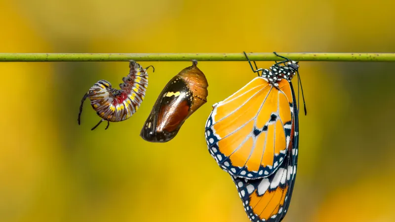 A caterpillar, a closed chrysalis and an opened butterfly on a single stem, the painful passage that turns out to have been the necessary one